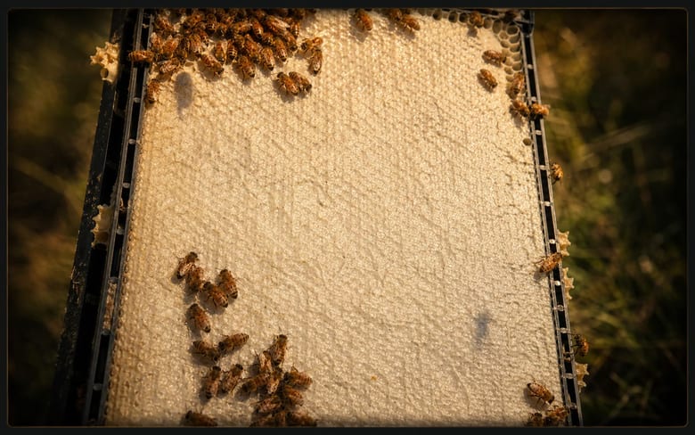 Hive comb detail for state assessment