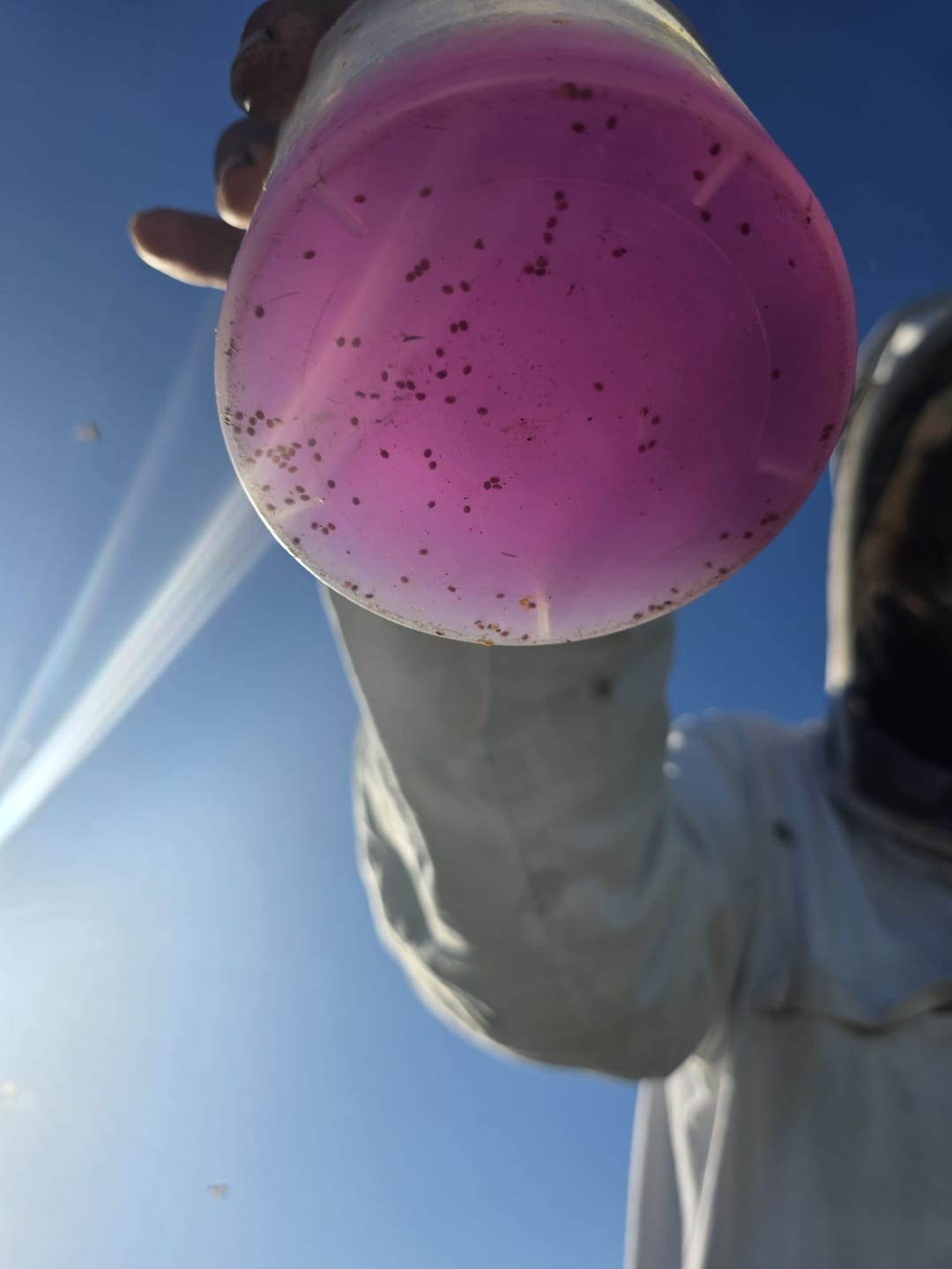 Varroa monitoring alcohol wash result held up to the sky by a beekeeper