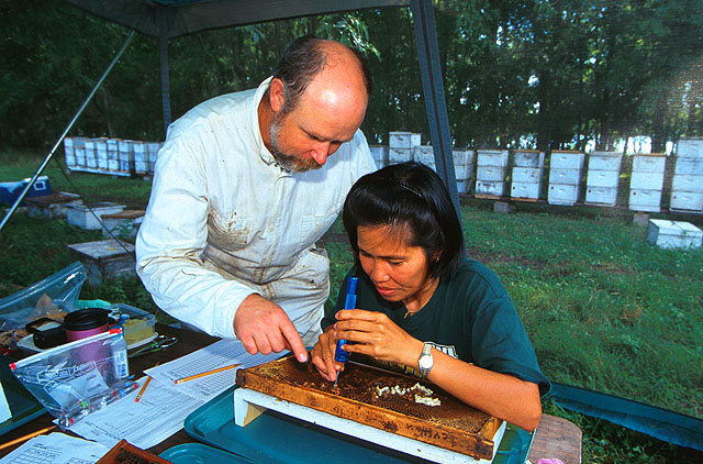 Brood cells being opened and inspected for Varroa mite family evidence