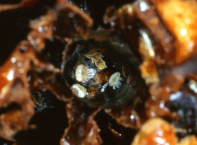 Varroa mite family evidence inside a honey bee brood cell