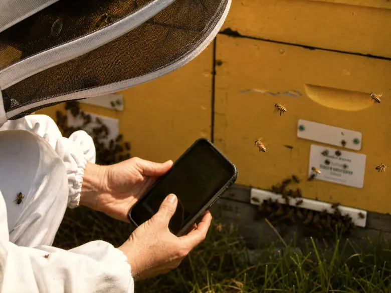 Beekeeper logging an inspection on a phone beside tagged hive boxes