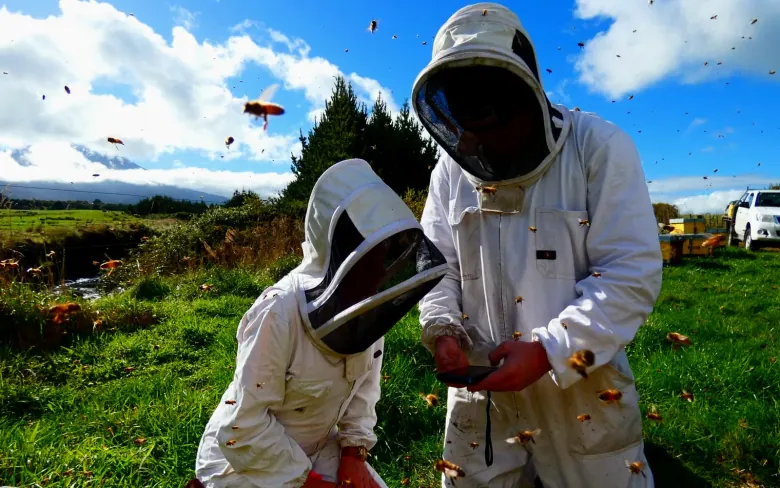 Two beekeepers making a field decision beside active hive boxes