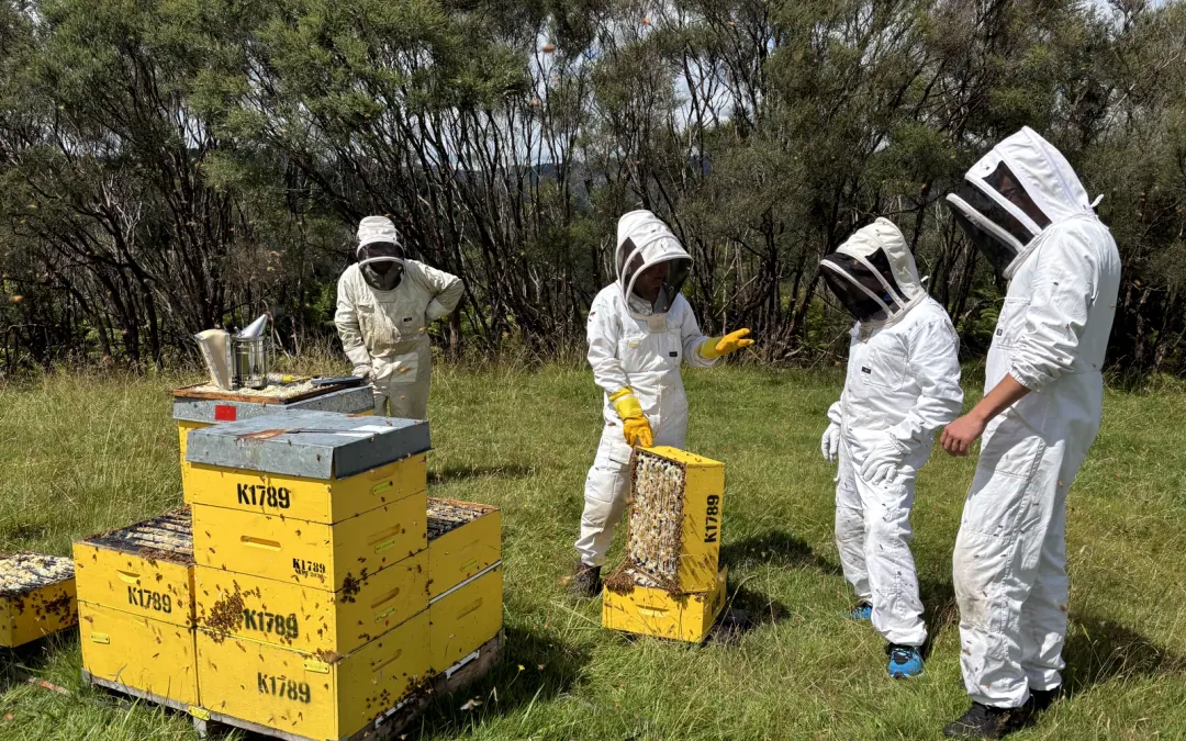 Commercial beekeeping crew working around open yellow hive boxes in the field