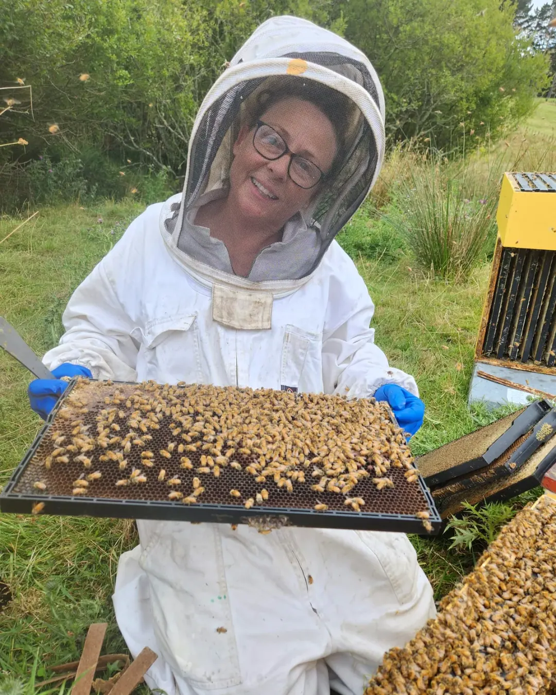 Beekeeper holding a live brood frame during an apiary inspection