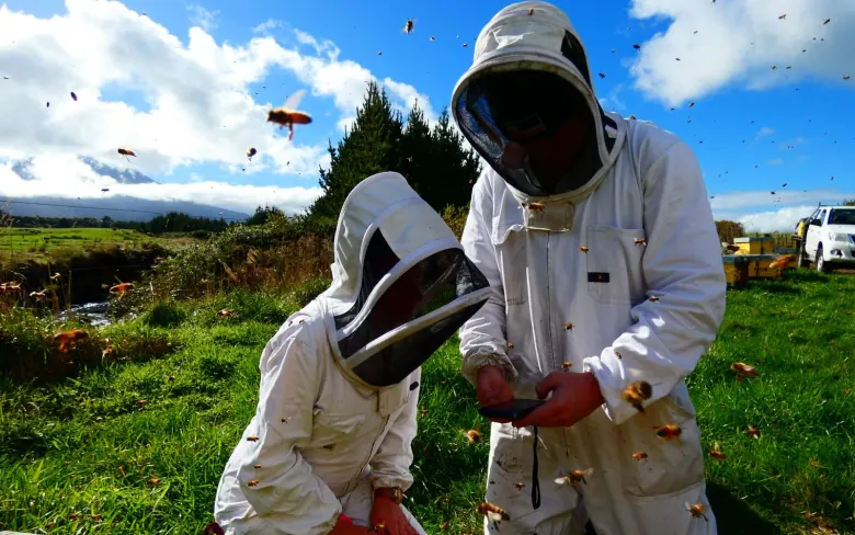 Two beekeepers inspecting together in an active apiary