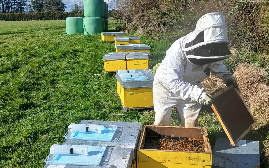 Beekeeper inspecting an open hive box in a field yard