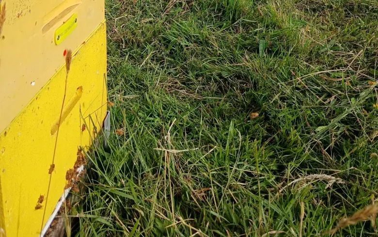 Original yellow hive tags on hive lids at the field edge